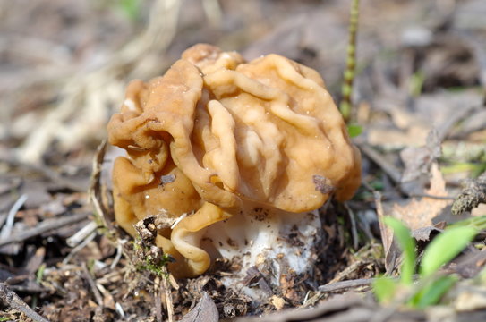 Gyromitra ordinary (lat. Gyromitra esculenta) in the forest