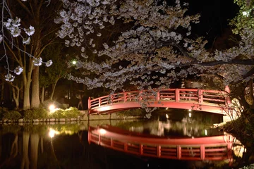 Papier Peint photo autocollant Fleur de cerisier 臥竜公園の夜桜