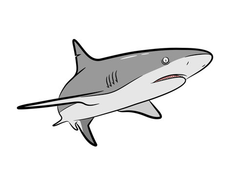Shark Vector Cartoon, a hand drawn vector Cartoon Illustration of a grey shark