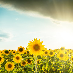 sunset over field with sunflowers