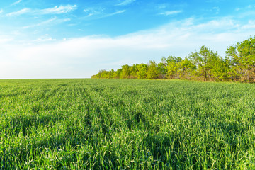 agricultural green grass field and blue sky