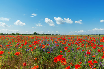 Fototapeta na wymiar red poppies field and blue sky with clouds