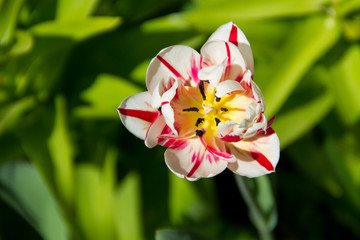 Beautiful tulip on flowerbed in garden