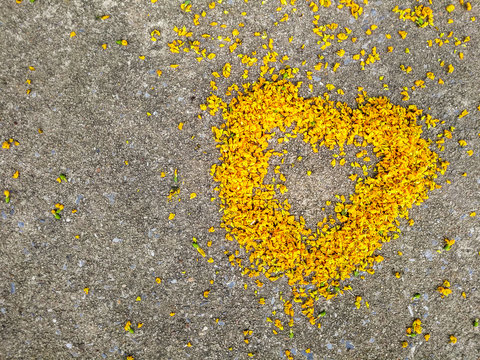 Abstract dry Burma Padauk flower on cement floor. Flowers fall season, space copy to fill text, source background to create graphic work.