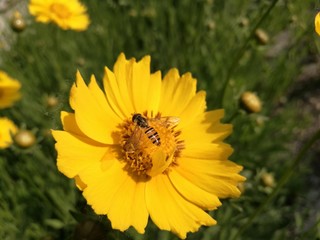 Bee and flowers