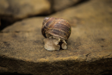 Snail crawling slow on rock.