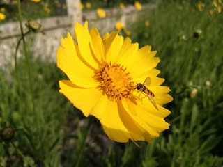 Bee and flowers in summer