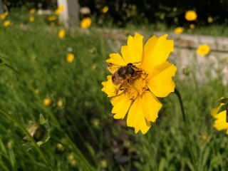 Bee in summer