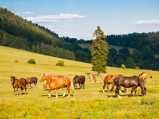 Fototapeta na wymiar Herd of grazing horses on the pasture in sunny summer evening. Horse farm in the mountains.