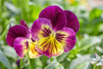 Purple yellow pansy flower close-up on natural defocused green background.