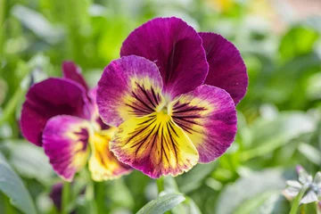 Papier Peint photo Lavable Pansies Purple yellow pansy flower close-up on natural defocused green background.