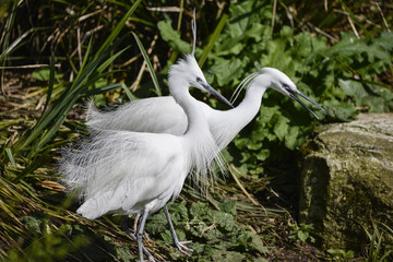 Lovely pair of Little Egret birds gretta garzetta on riverbank in Spring sunshine
