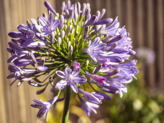 Agapanthus African lily