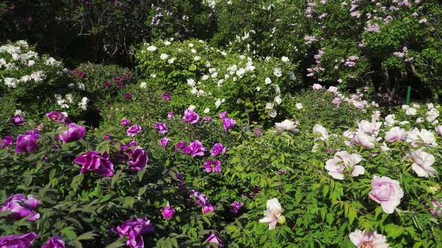 Tree Peonies and Blooming Lilac