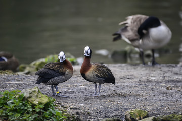 Beautiful mated pair of White Faced Whistling ducks preening each other in Spring