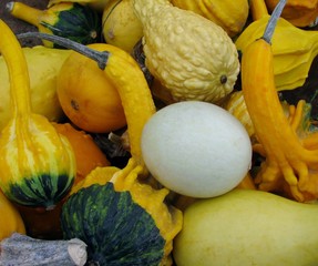 Harvest collection of colorful squash and gourds in a variety of shapes.
