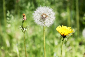Closeup of a dandelion on a natural background. Three types of flowers: a yellow dandelion, a young dandelion and a ripening dandelion. The symbol of youth, maturity and old age