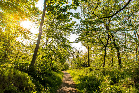 Waldweg im Buchenwald bei Gegenlicht
