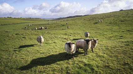 Flock of sheep in Spring sunshine in English farm countryside landscape