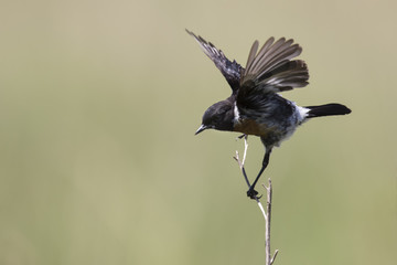 Common stone chat sit on a twig on lovely soft brown background