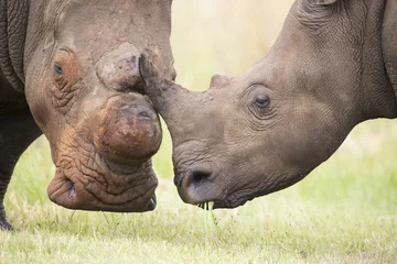 Photo sur Plexiglas Rhinocéros Gros plan d& 39 une tête de rhinocéros blanc avec une peau ridée dure
