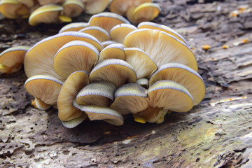 Mushrooms