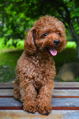 Small Poodle Sitting on Bench Waiting