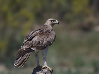 Bonellis eagle (Aquila fasciata)