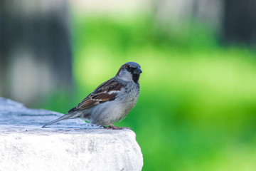 sparrow sits on gray stone in park on green background