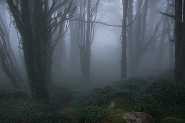 Mysterious dark old forest with fog in the Sintra mountains in Portugal