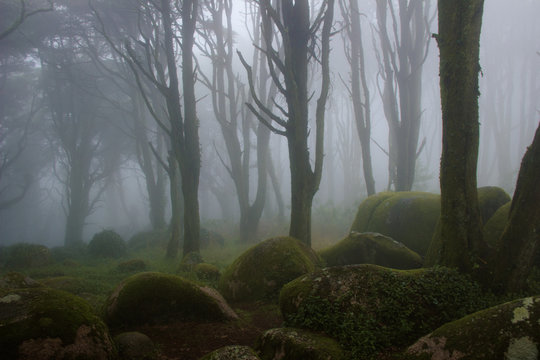 Fototapeta Mysterious dark old forest with fog in the Sintra mountains in Portugal