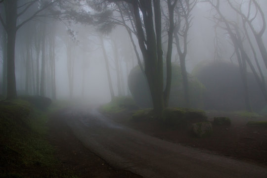 Fototapeta Mysterious dark old forest with fog in the Sintra mountains in Portugal