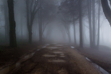 Fototapeta premium Tajemniczy ciemny stary las z mgłą w Sintra górach w Portugalia