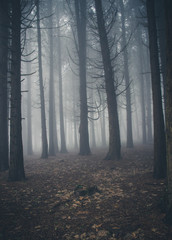 Fototapeta premium Mysterious dark old forest with fog in the Sintra mountains in Portugal