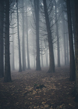 Fototapeta Mysterious dark old forest with fog in the Sintra mountains in Portugal