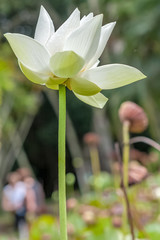  fleur blanche de lotus 