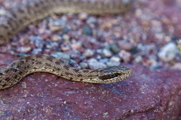 The snake basks on the rock