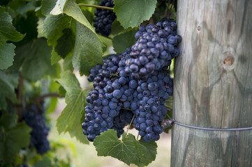 ワイン用ぶどう