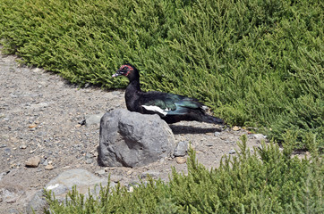 Spain, Canary Island, Fuerteventura, Zoology
