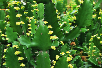 Succulent plants with spur. Selective focus.