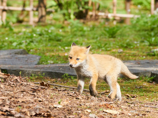 キタキツネの赤ちゃん

