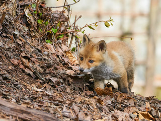キタキツネの赤ちゃん
