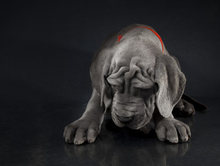 Fototapeta na wymiar Great Dane puppy hanging its head