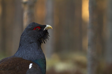 Male capercaillie, Tetrao urogallus, in lek site situating in pine forest in Finland.