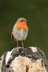 The European robin (Erithacus rubecula) sitting on the dry trunk