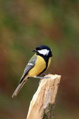 The great tit (Parus major) sitting on the branch with green background