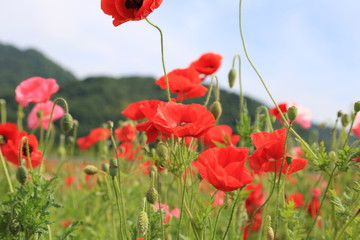 ポピー畑