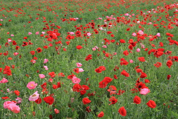 ポピー畑