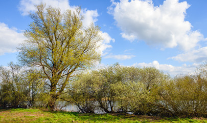Budding willow tree and shrubs on the banks of a river