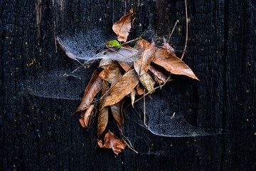 Spider cobweb with fall brown leaf on burnt wood